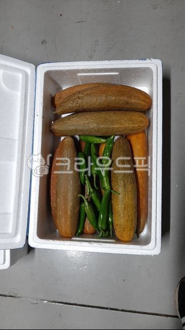 pepper,harvest,Delivery packaging,Cucumber storage,cucumber,Old angle cucumber,ice box,crops,vegetable,Cucumber farming,old cucumber