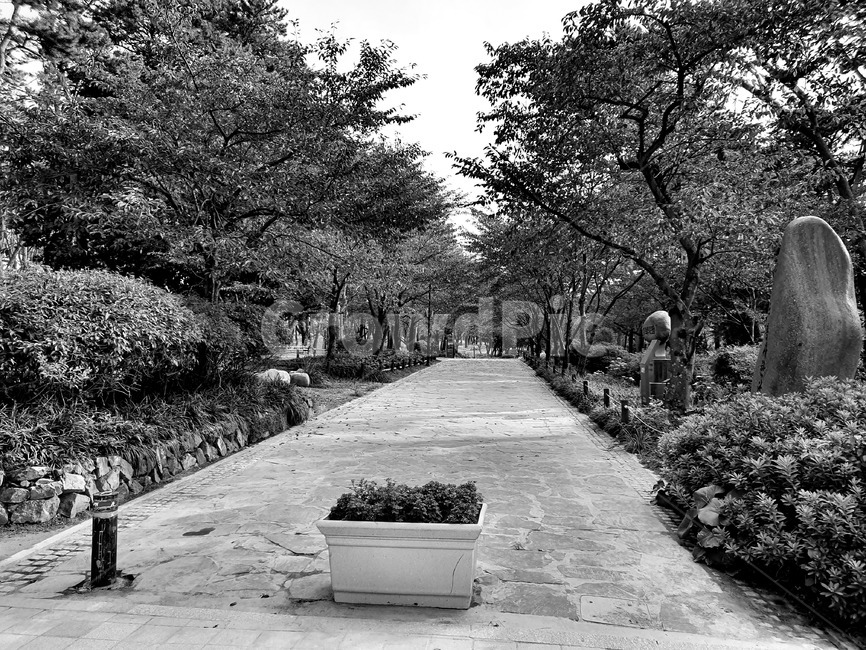 식물,화분,나무,흑백,돌,흑백,모노톤,monochrome,black and white