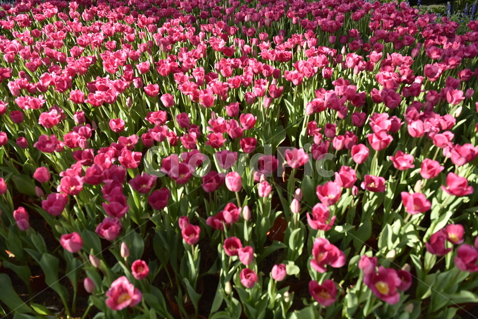 plant,식물,blossom,꽃,flower