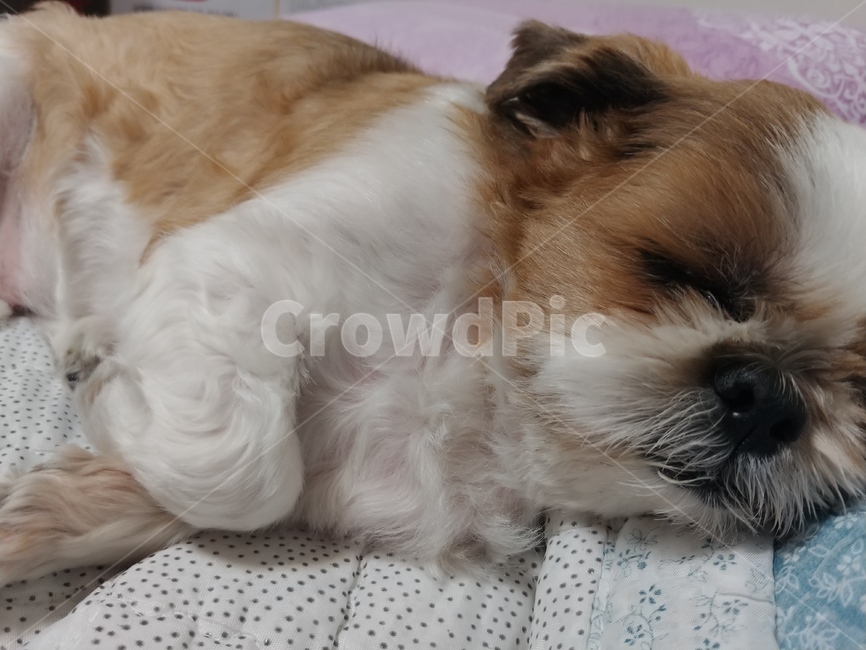 동물,강아지,반려견,잠,꿈,동물,animal,포유류,mammal,개,강아지,dog,doggy