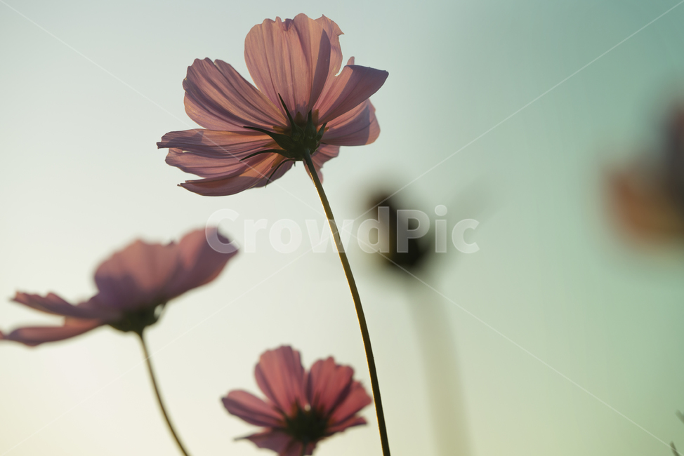 꽃,가을,계절,생명,생물,플라워,flower,코스모스,plant,식물,꽃잎,가을,계절,fall,autumn,season,식물,자연,plants,nature,꽃,flower
