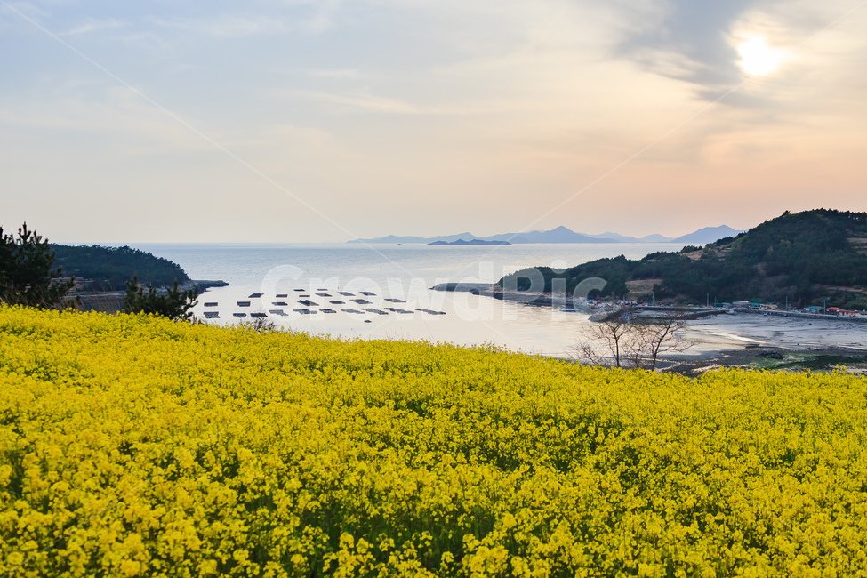 청산도,유채꽃,농촌,농업,경치,자연,풍경,nature,landscape,식물,plants,꽃,flower,outdoors,옥외,grassland,목초지,field,들,rural,farm,농장,meadow