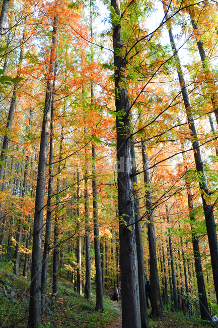 나무,메타세콰이어,숲,가을,단풍,노란색,주황색,숲속길,가을,계절,fall,autumn,season,자연,풍경,nature,landscape,식물,plants,나무,trees,wood,tree,plant,tree trunk,나무 줄기