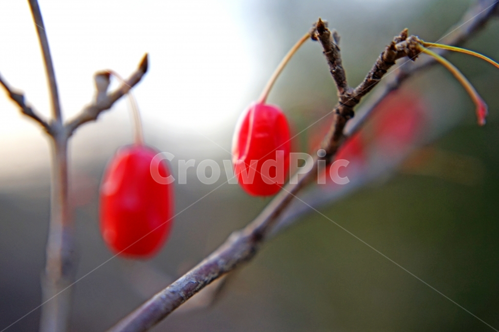 산수유,건강,가을,열매,이미지,과일,열매,fruit
