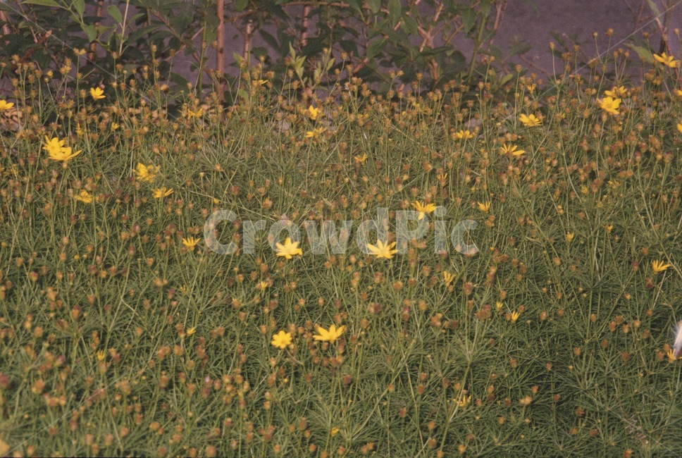 꽃,노란색,자연,봄,yellow,flower,film,식물,자연,plants,nature,꽃,flower
