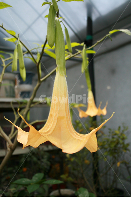엔젤트럼펫,식물,flower,plants,nature,꽃,꽃봉오리,화원,식물,자연,plants,nature,꽃,flower