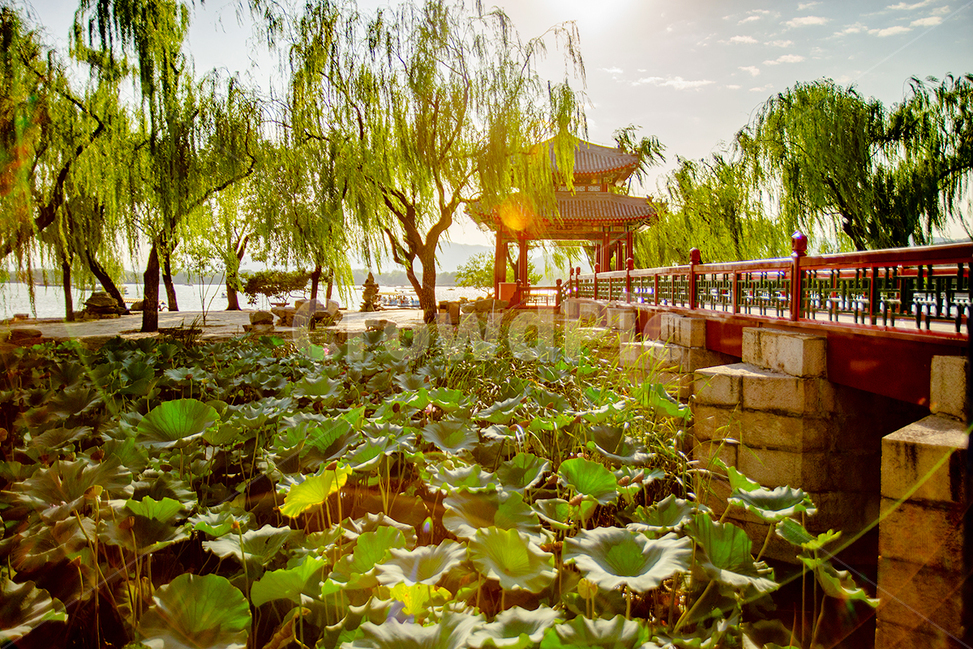 연꽃,이화원,옥외,잎,정원,랜드마크,landmark,tourist attraction,해외,외국,세계,foreign,oversea,world,세계랜드마크,해외랜드마크,외국랜드마크,world landmark,world tourist attraction,plant,식물,outdoors,leaf,garden,tree,나무