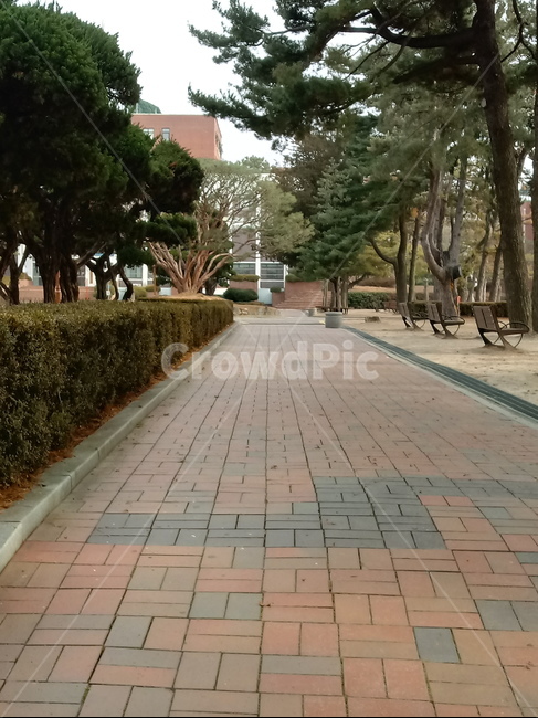 나무,자연,산책로,길,식물,tree,plant,통로,인도