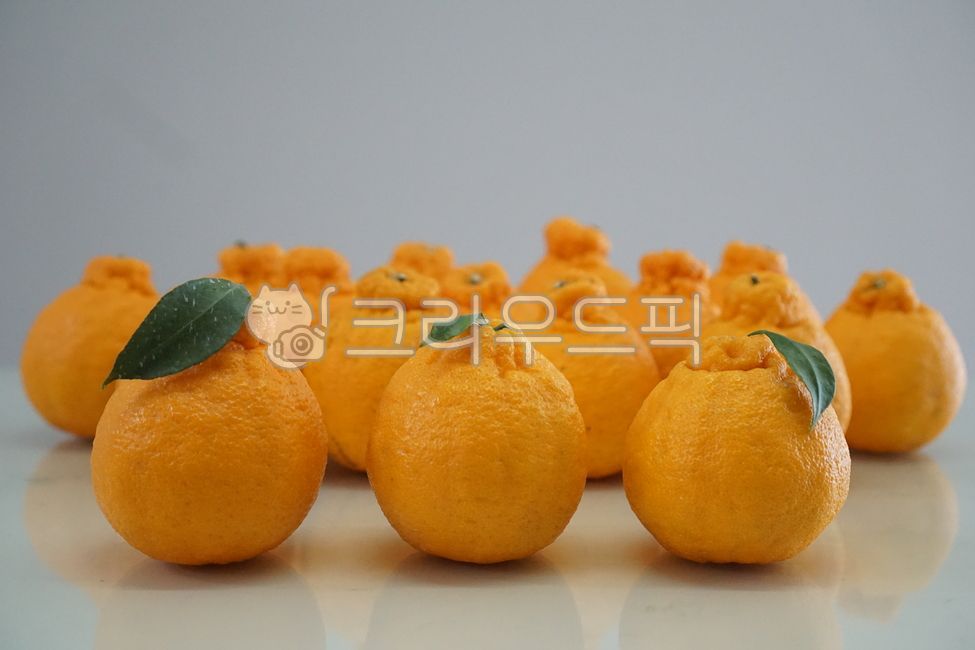 음식,한라봉,제주감귤,제주한라봉,오렌지,감귤류과일,과일,fruit,food,주황색