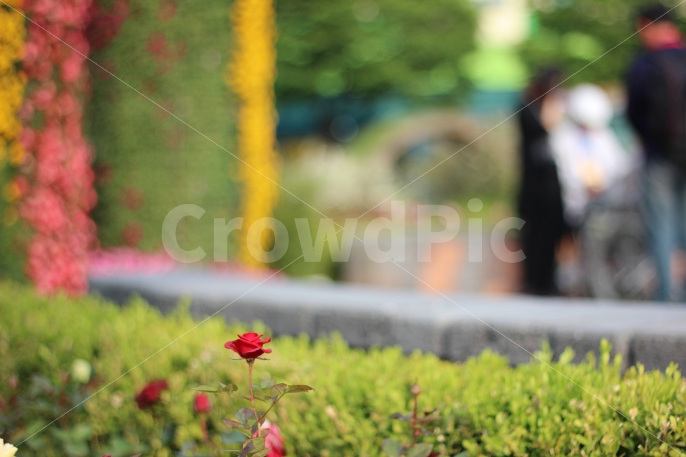 flower,rose,red,color,landscape,sensitivity,scenery,view,snap,nature,풍경,스냅,감성,시선,꽃,꽃밭,플라워,장미,빨강,레드,칼라,색감,자연,식물,자연,plants,nature,꽃,flower