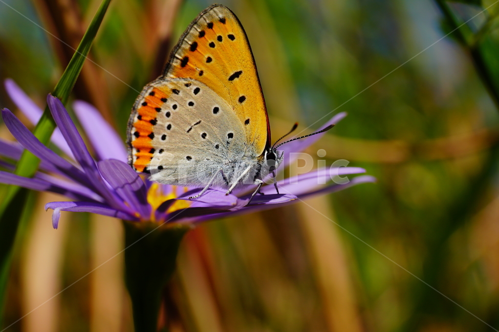 벌개미취,쑥부쟁이,나비,부전나비,곤충,벌레,꽃,플라워,자연,식물,butterfly,insect,flower,nature,bug,접사,클로즈업,closeup,macro,매크로,마크로,9월,가을,september,autumn,fall,꽃사진,가을꽃,가을,계절,fall,autumn,season,식물,자연,plants,nature,꽃,flower,동물,animal,곤충,벌레,insect,bug