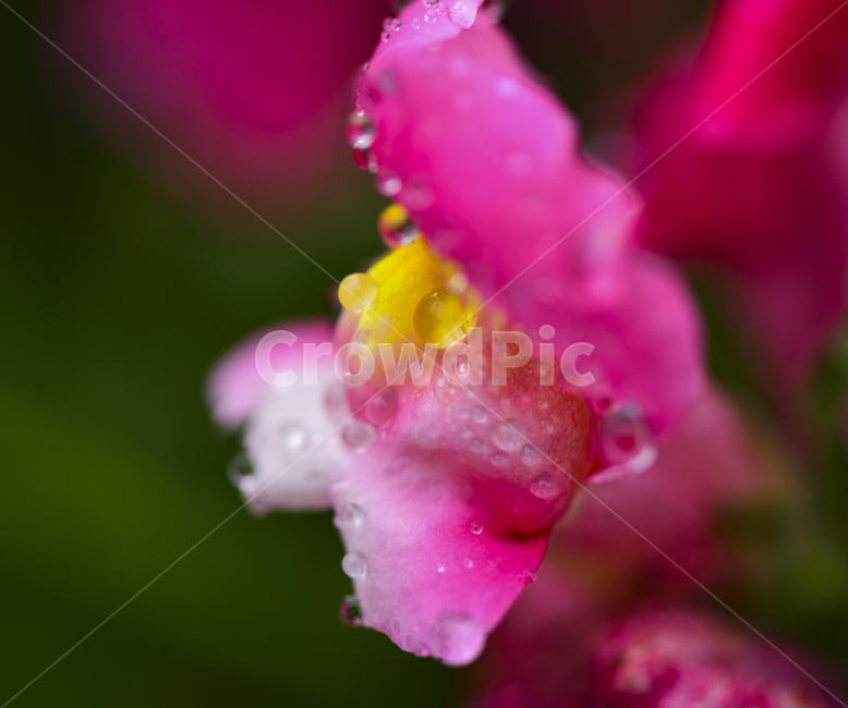 plant,식물,blossom,petal,꽃,꽃잎,flower,접사,근접포토,마이크로접사,정원화,식물,자연,plants,nature,꽃,flower