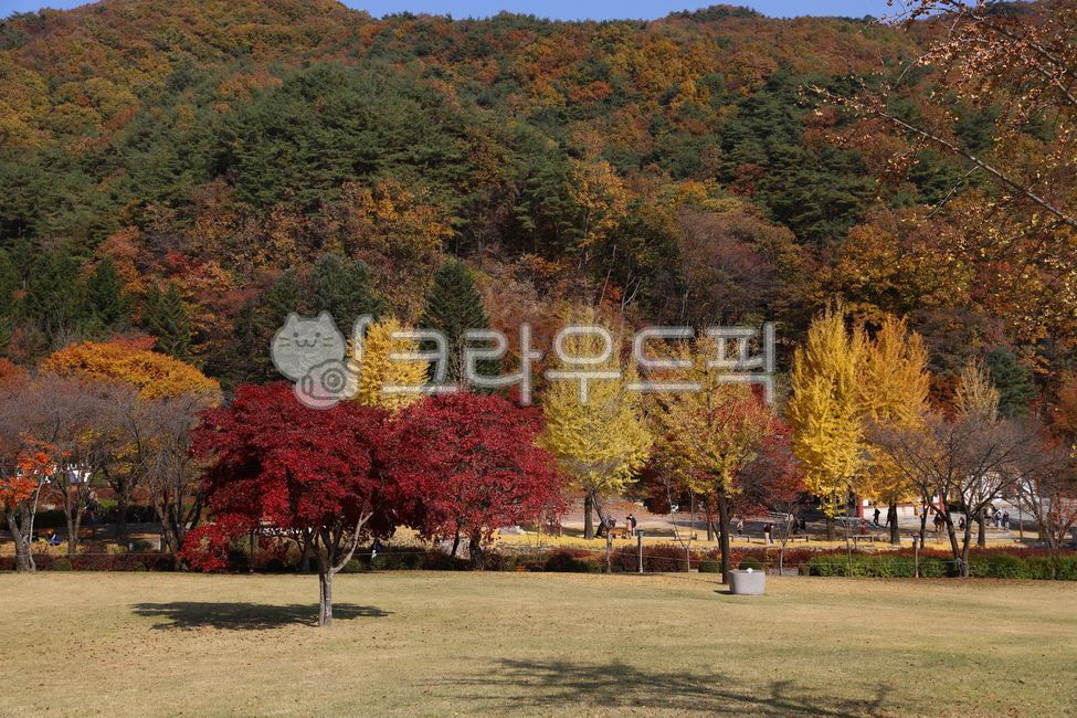 가을, 단풍, 잎, 나무, tree, 사진,이미지,일러스트,캘리그라피 - 늑돌이작가