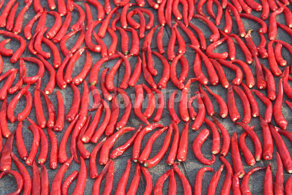 고추,red,빨간색,가을,자연
