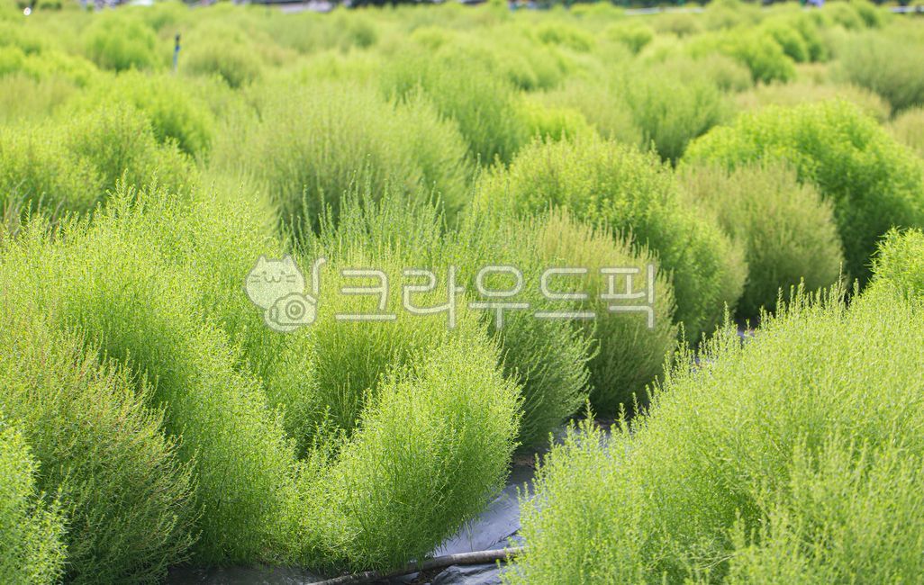 댑싸리, 코키아, 댑싸리밭, 가을, 공원, 사진,이미지,일러스트,캘리그라피 - natsu u작가