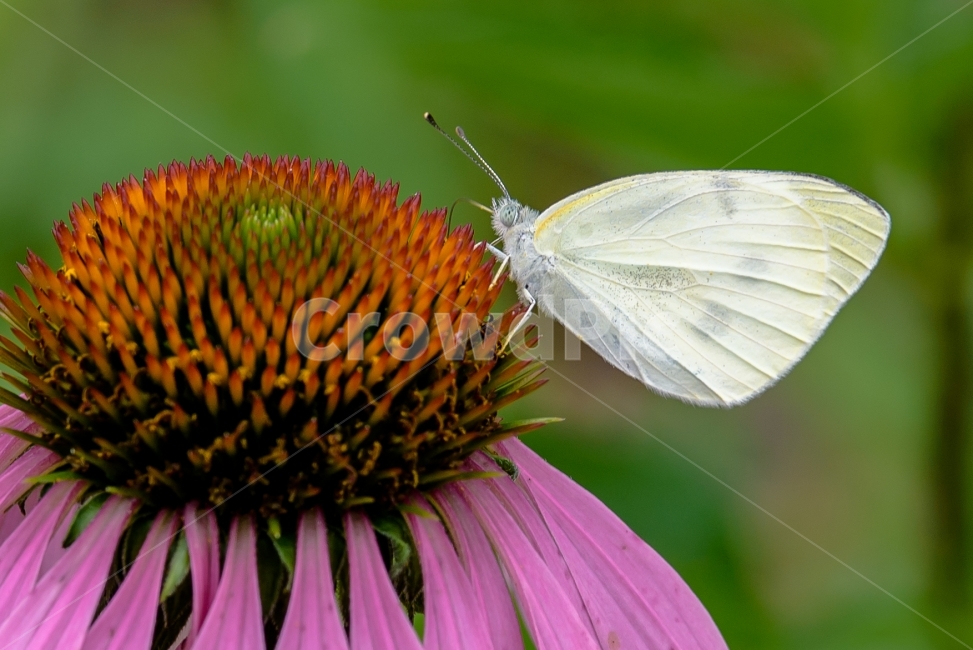 누에나방,나비,봄,꿀,꽃,접사,식물,자연,plants,nature,꽃,flower,동물,animal,곤충,벌레,insect,bug