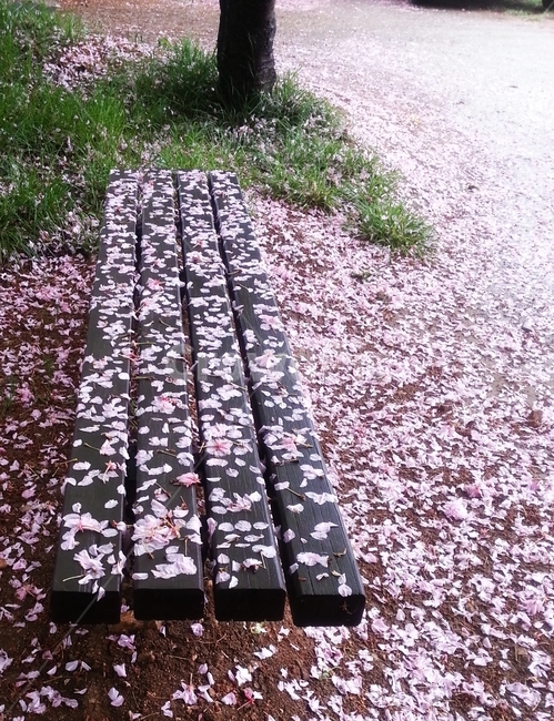 벚꽃,꽃비,의자,분홍빛,꽃길,아름다운,예쁜,수북한,숲길