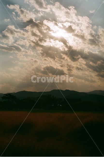 하늘,햇살,필름사진,핑크뮬리,햇빛,sun,sunshine,pinkmuhly,mesuper,가을