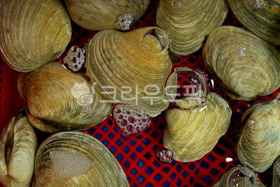 lily shell,seashell,clam,Lily,marine life