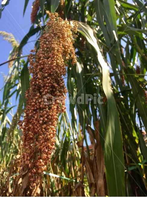 수수,가을하늘,수확,추수,식물,열매,풍경,시골,가을,계절,fall,autumn,season,식물,자연,plants,nature,곡류,곡식,cereals,plant
