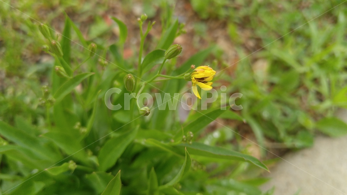 노랑선씀바귀,꽃,노랑꽃,노랑색,녹색,들꽃,식물,배경,감성,계절,flower,yellowflower,yellow,green,wildflower,plants,background,emotional,season
