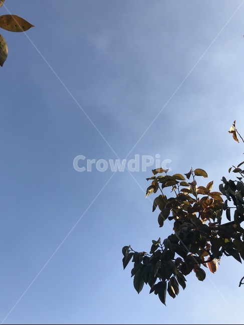 하늘,나무,sky,가을,tree,자연,풍경,nature,landscape