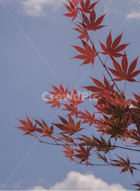 단풍,붉은단풍,단풍잎,메이플,쓸쓸함,가을,하늘,구름,나뭇잎,가을,계절,fall,autumn,season,식물,자연,plants,nature,plant,leaf,잎,tree,나무,maple