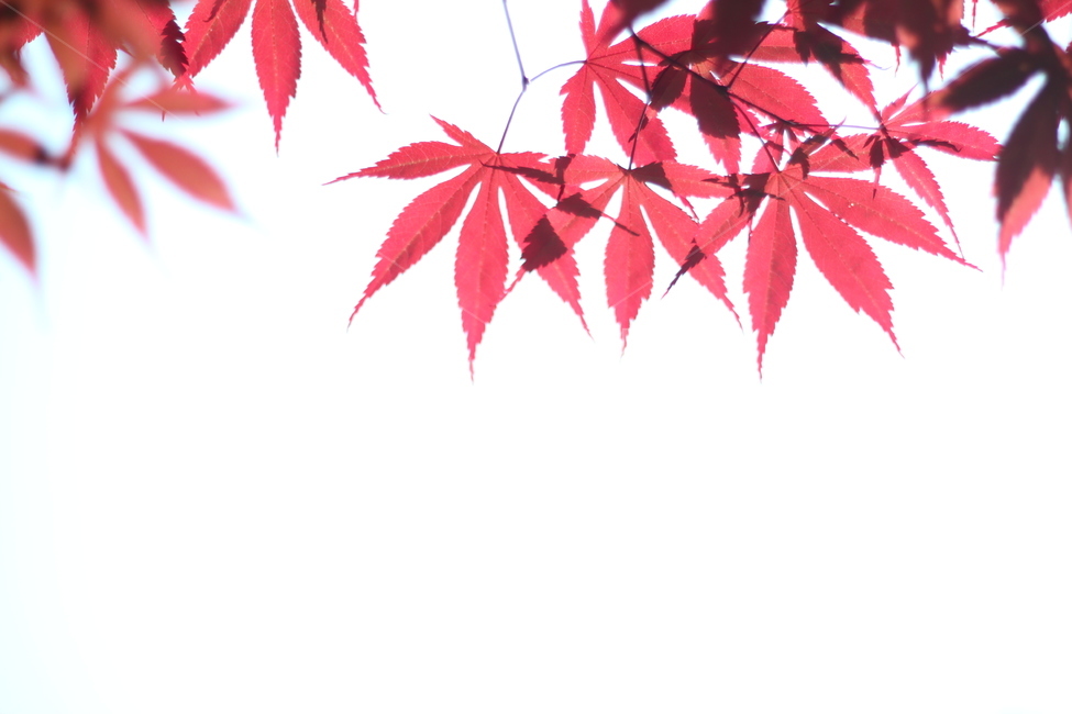 가을,단풍,아름다움,붉은단풍,단풍잎,자연,낙엽,붉은색,잎사귀,식물,생태,계절,단풍나무,풍경,배경,텍스처,자연광,숲,힐링,정원,색감,조경,공원,야외,생동감,신선함,분위기,디자인,모양,잎맥,화이트배경,무성함,생명력,감성,예술,전경,전환기,유기농,건강,청정,가을,계절,fall,autumn,season,plant,식물,leaf,잎,tree,나무