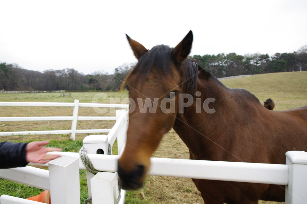 말,목장,종마,동물,울타리,동물,animal,포유류,mammal,산업,industry,industrial,목축업,목장,livestock farming,ranching,pasture