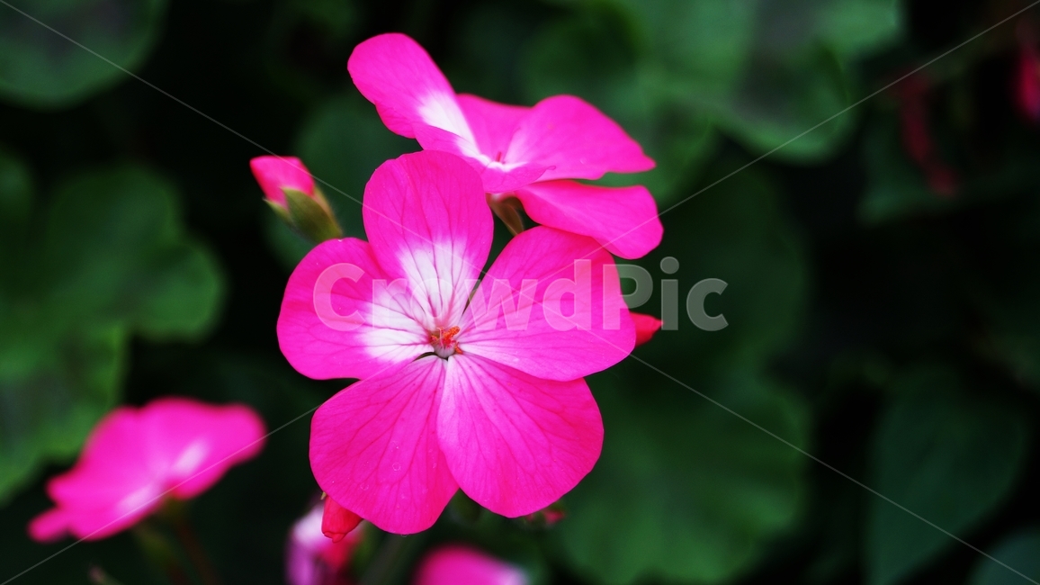 제라늄,꽃축제,꽃길,식물,야생화,식물,자연,plants,nature,꽃,flower