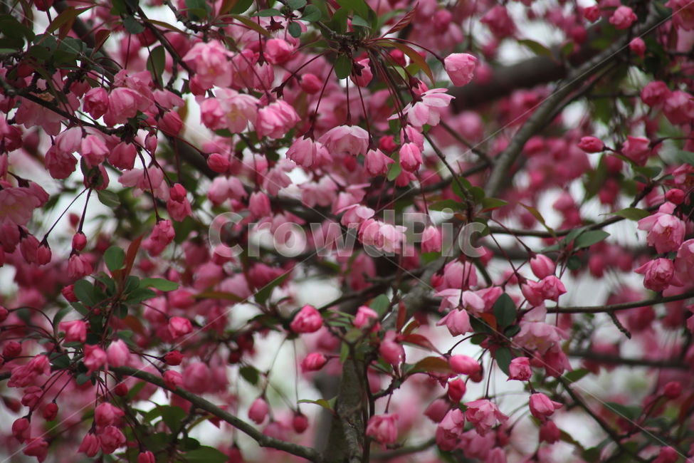 꽃사과나무,아그배나무,서부해당화,봄,crabapple