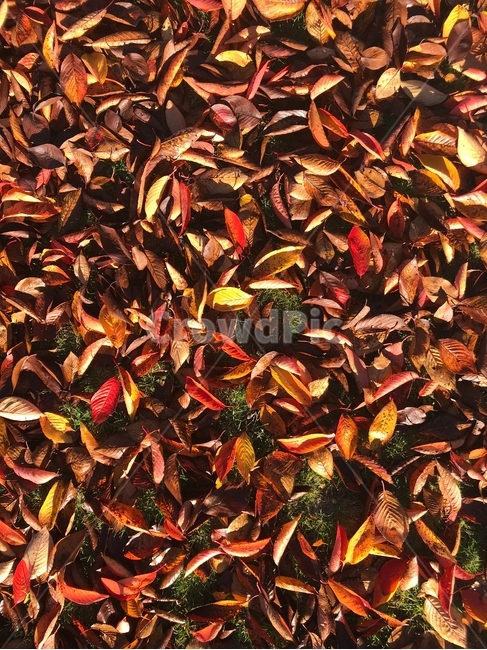 autumn,brown,red,leaves,leaf,nature,dry,plant,dried,fall,tree,closeup,backgrounds,yellow,잎,가을,갈색,나무,식물,자연,가을,계절,fall,autumn,season