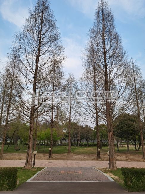 Jinju Park,nature,tree,spring picnic,Chojeon Park,picnic,Camping