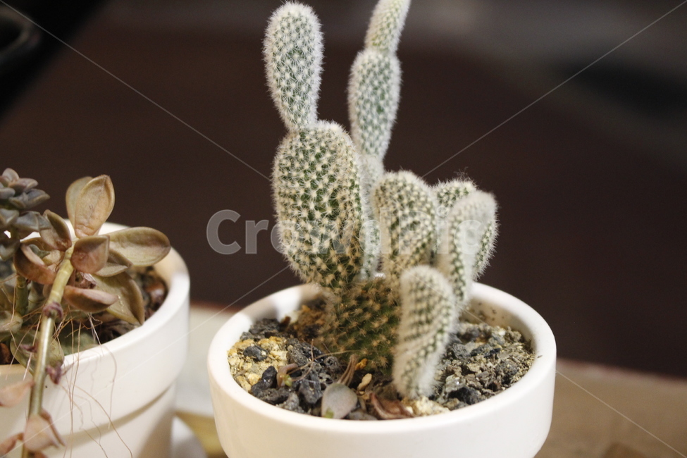 자연,꽃,화분,선인장,식물,식물,자연,plants,nature