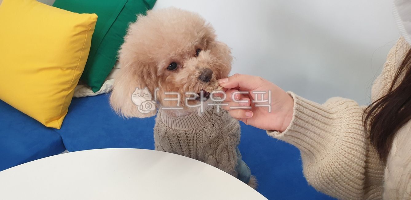 강아지,푸들,애완견,귀여운,반려견,반려동물,pet,puppy,poodle,qute,애견,dog