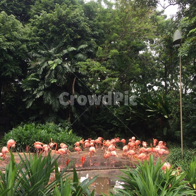 싱가포르,주롱,새공원,홍학,bird,park,동물,동물,animal,조류,새,birds