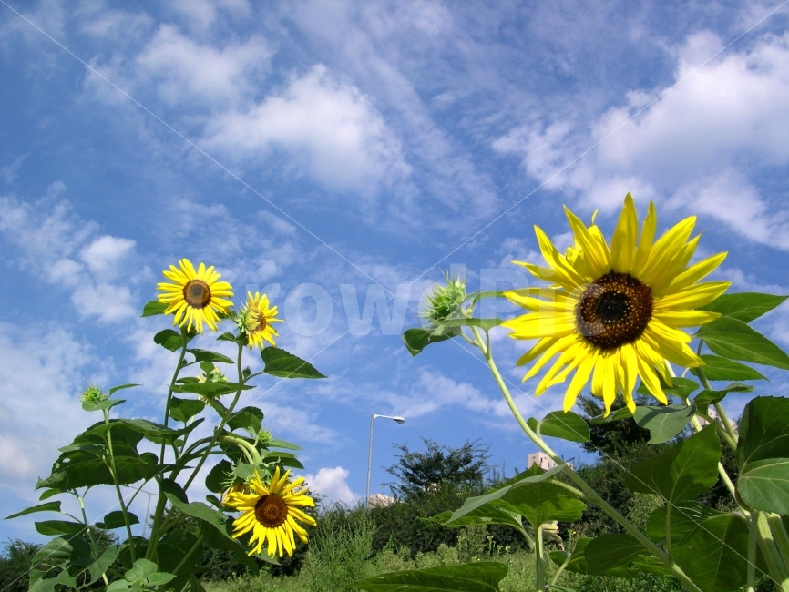 해바라기,식물,꽃,해바라기꽃,하늘,구름,맑음,flower,sunflower,nature,자연,여름,계절,summer,season,식물,자연,plants,nature,꽃,flower,plant,blossom
