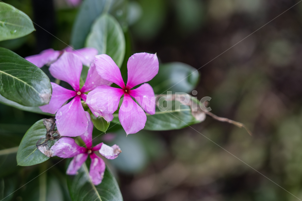 꽃,화단,식물,plant,botanical,식물,자연,plants,nature,꽃,flower