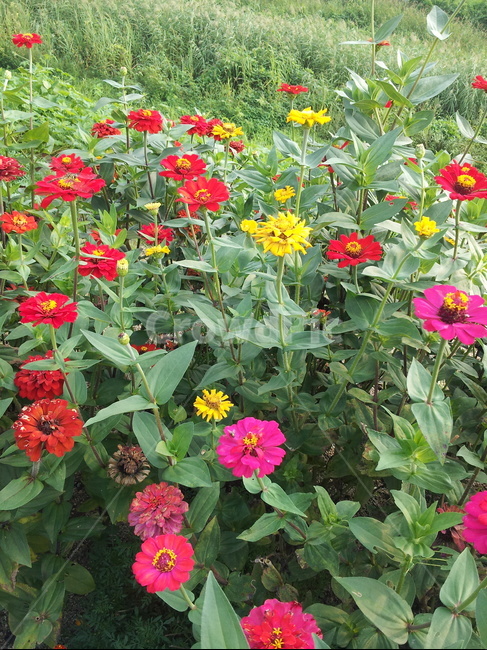 꽃,봄,자연,시골,마음,식물,자연,plants,nature,꽃,flower