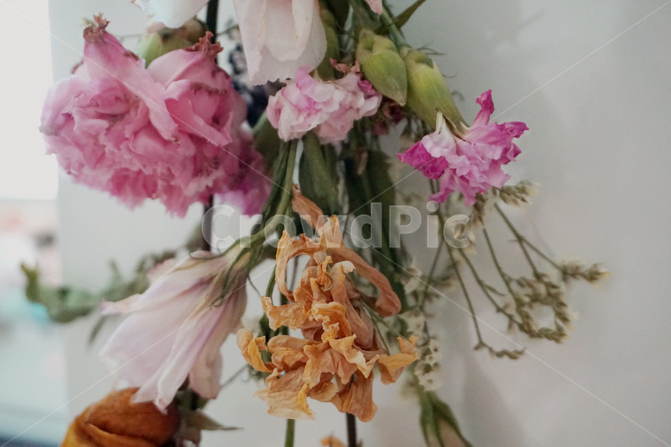 꽃,장미꽃,리본,카네이션,국화,flower,roses,ribbon,chrysanthemum,carnation,pink,yellow,안개꽃,gypsophila,시든꽃,마른꽃,꽃,flower
