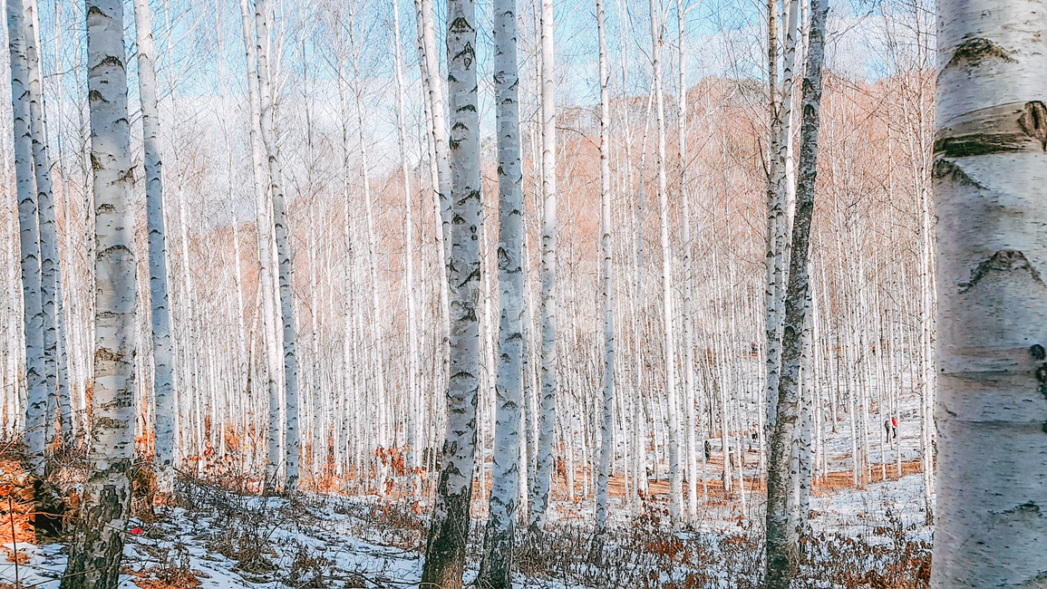 자작나무,겨울,하늘,나무,숲,계절,자연,nature,winter,감성,풍경,landscape