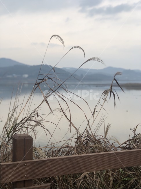 plant,갈대,reed,grass,식물,저수지
