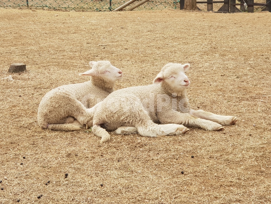 양,sheep,아기양,동물,animal,동물,animal,포유류,mammal