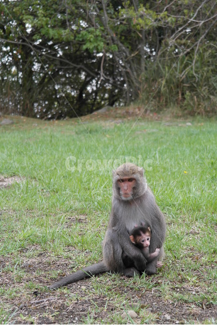 원숭이,동물,자연,일본원숭이,monkey,장난꾸러기,아기원숭이,아기,엄마,포유류,포육,동물,animal,포유류,mammal
