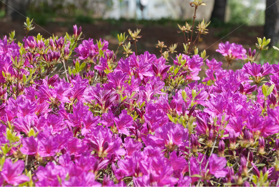 진달래,철쭉,봄,꽃,생화,공원,식물,조경,핑크,분홍,spring,season,flowe,만개,만발,자연,향기,영산홍,연산홍,보라,아름다운,화사한,Azalea,봄,계절,spring,season,식물,자연,plants,nature,꽃,flower,geranium,제라늄,blossom,plant