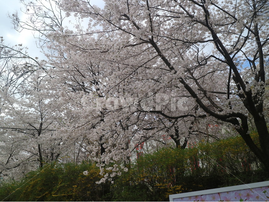 벚꽃,호수,석촌호수,하늘,자연