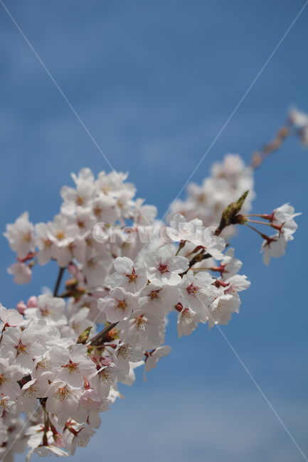 벚꽃,꽃,봄,계절,식물,자연,브라운,분홍색,하얀색,색깔,cherryblossom,pink,brown,white,flower,spring,season,color,plant,nature,봄,계절,spring,season,식물,자연,plants,nature,꽃,flower