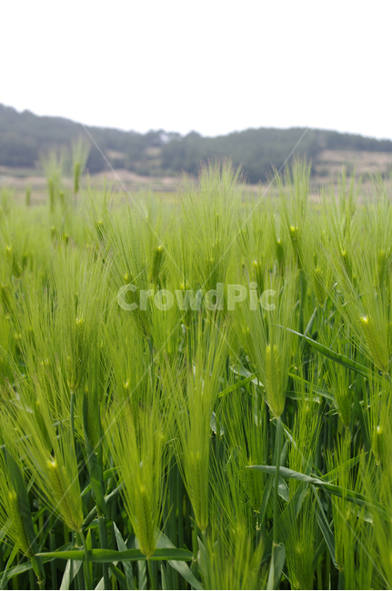 청보리,보리밭,식물,plant,자연,nature,봄,spring,식물,자연,plants,nature