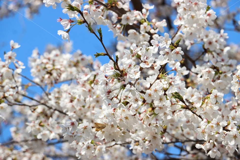 벛꽃,벚꽃,꽃,봄,식물,flower,blossom,plant,cherryblossom,흰색,흰꽃,핑크,pink,white