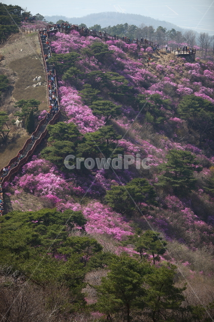 고려산,진달래,하늘,진달래군락지,봄,나무,산,봄,계절,spring,season,자연,풍경,nature,landscape,사람들,대중,군중,other people,crowd,outdoors,옥외,scenery,경치